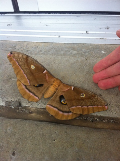 mothactualsize.jpg