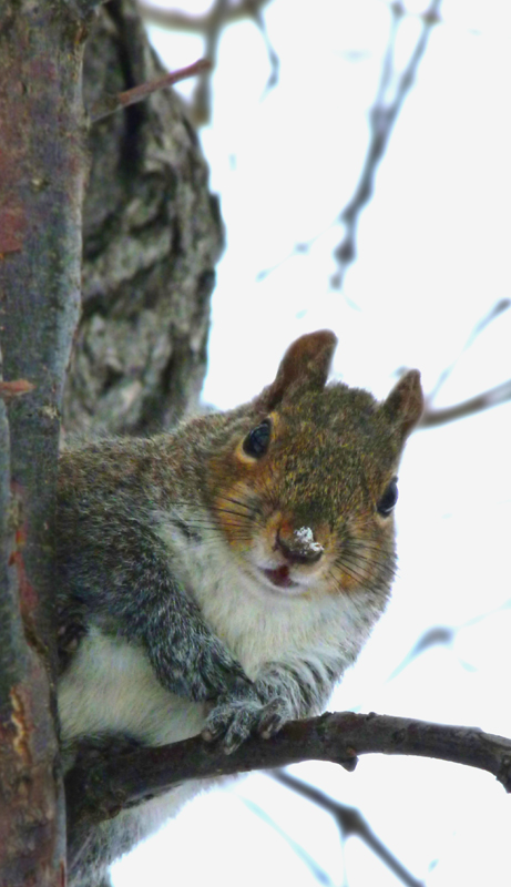 squirrel lkwd park.jpg