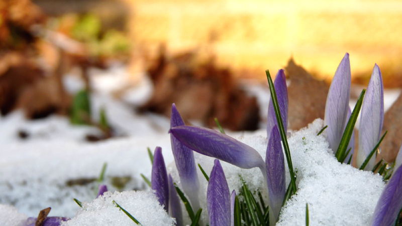 2nd day of spring.jpg