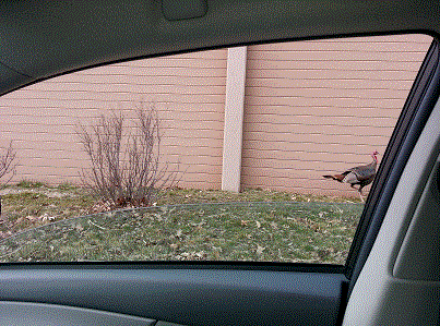 turkey3.gif