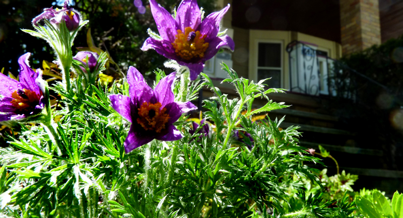 pasqueflower.jpg