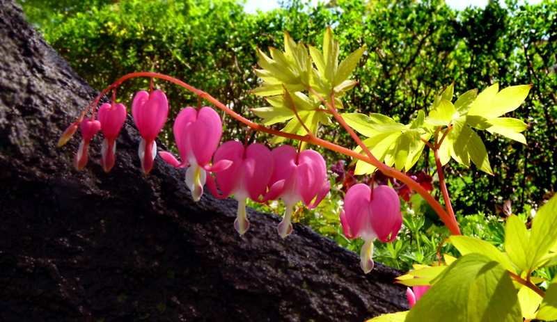 bleeding heart.jpg