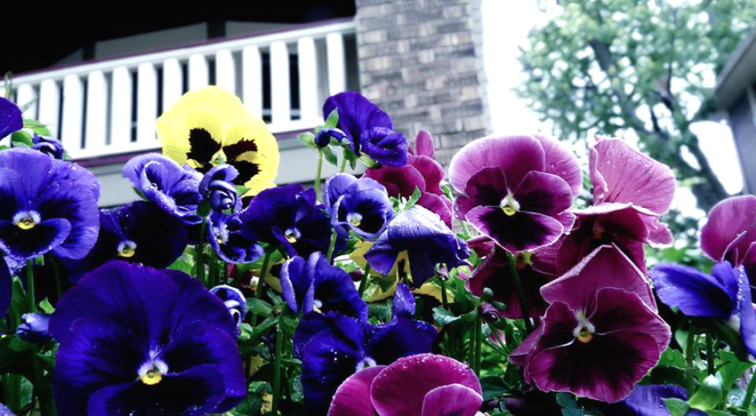 pansies.jpg