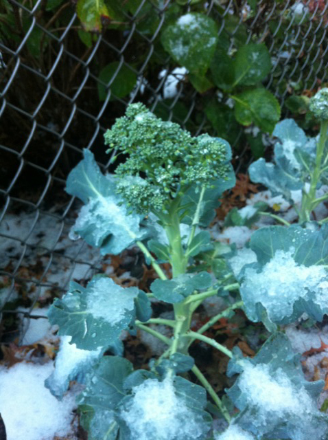 frozenbroccoli.jpg