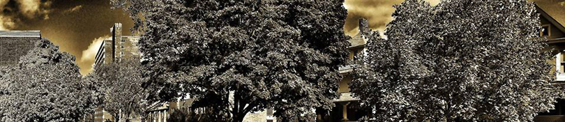 inlwood-110413.2.jpg