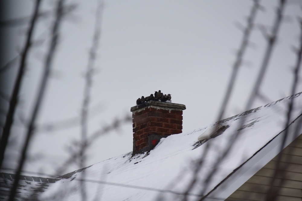 Starlings trying to keep warm in the 12' temps