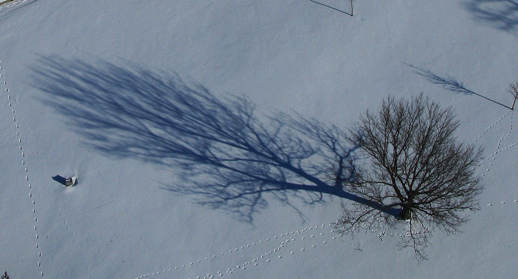 Aewrial perspective of tree with shadow in winter