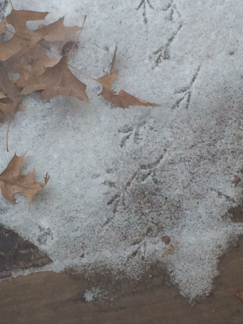 sparrowtracks.jpg