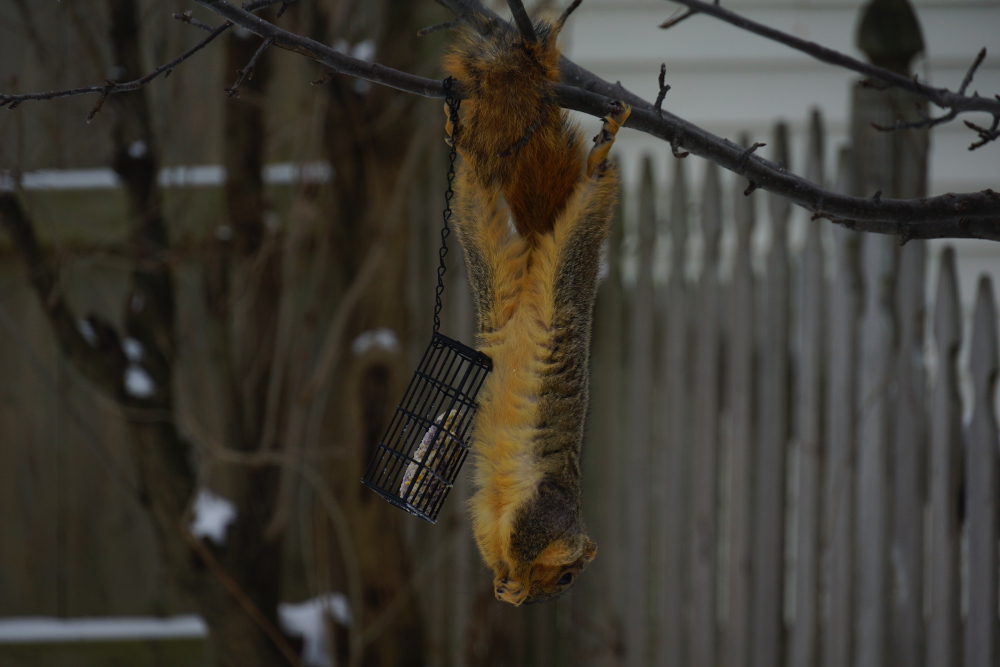 Check out his toes hanging by tips.