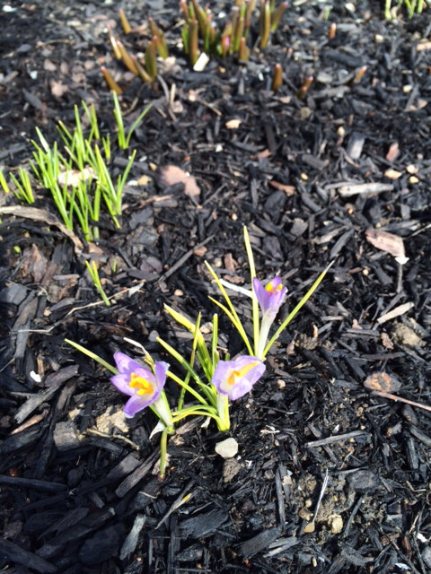 firstcrocus.jpg