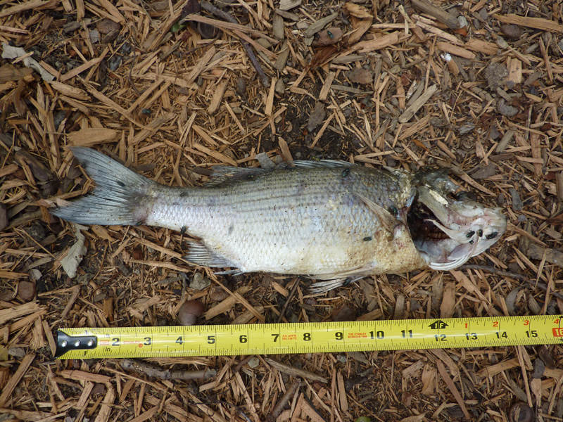 fish1.jpg