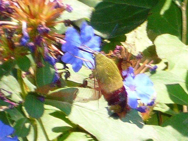 P1060573~~(crop2) (Medium).jpg