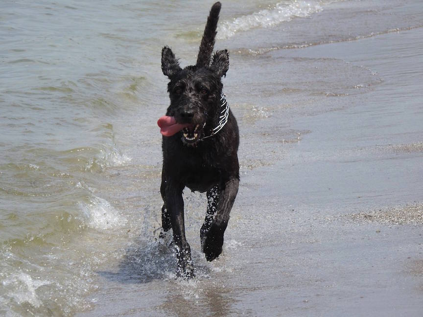 Shag, one happy dog!.jpg