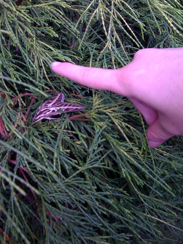 My son put his hand in the picture to show how big it was and see if he could wake it up. We thought it might be dead.