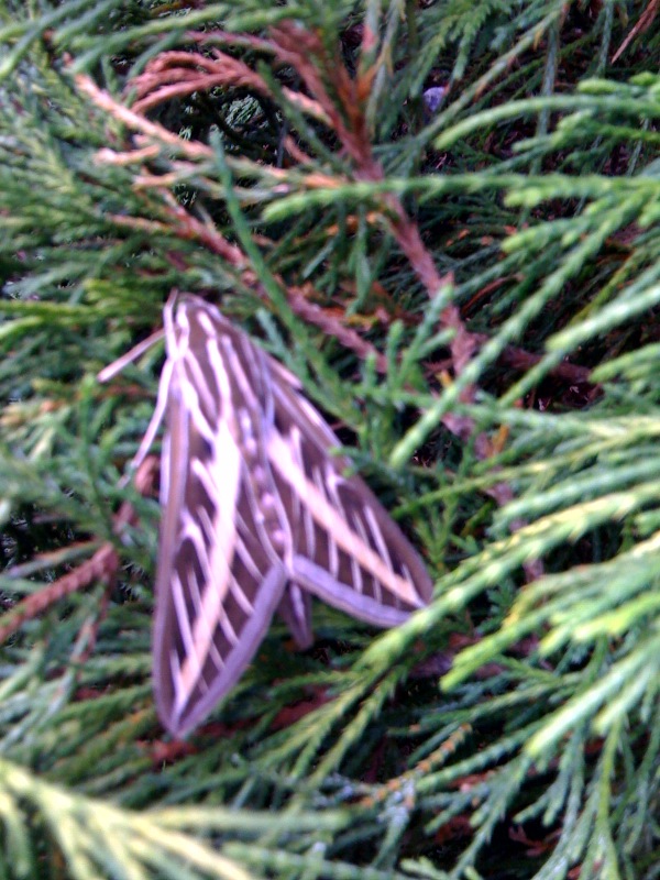 I saw this in the my neighbor's evergreen bushes that grow along my driveway. It was completely still, like an exotic leaf.