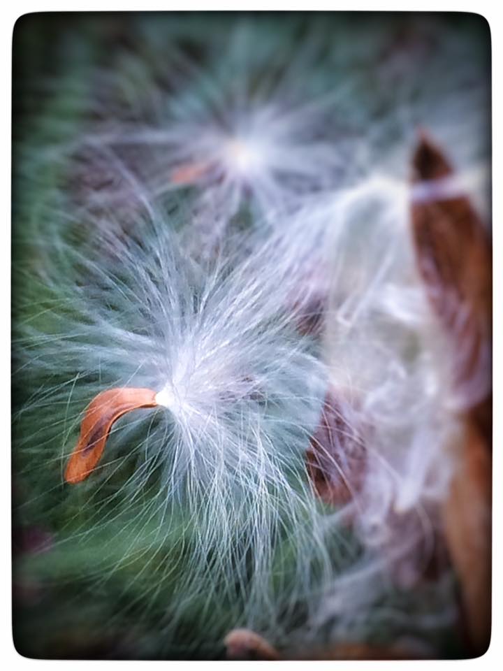 milkweed.jpg