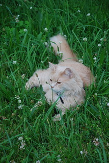 DSC_7290.jpg
