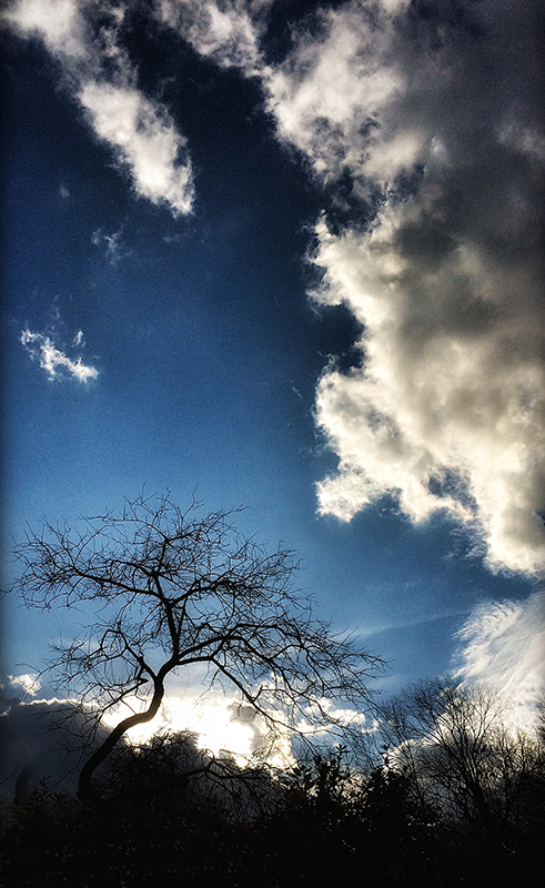 clouds and tree1.jpg