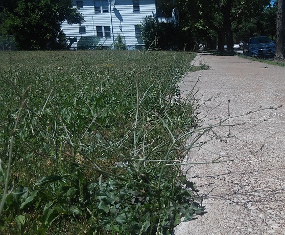11900 Madison city weeds.jpg