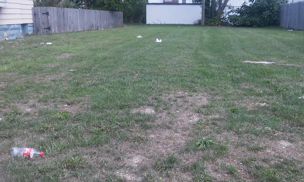 1635 Hopkins litter 2.jpg