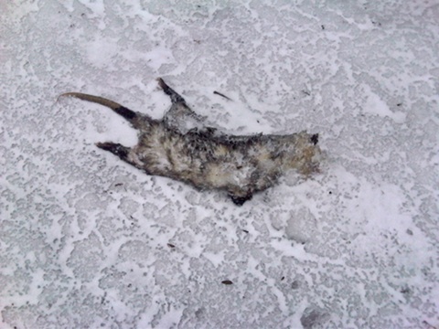 frozen possum - resized.jpg