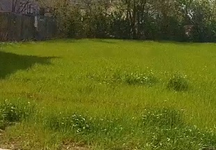 13351 Madison Grass.jpg