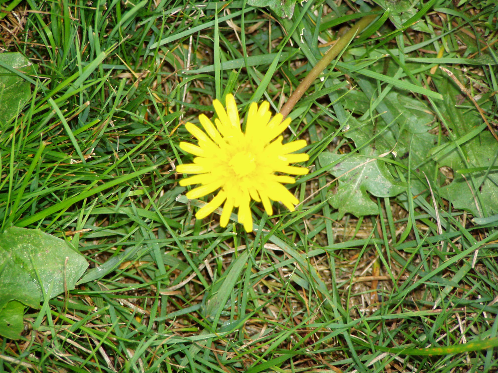 Pulse of City pix 004.jpg