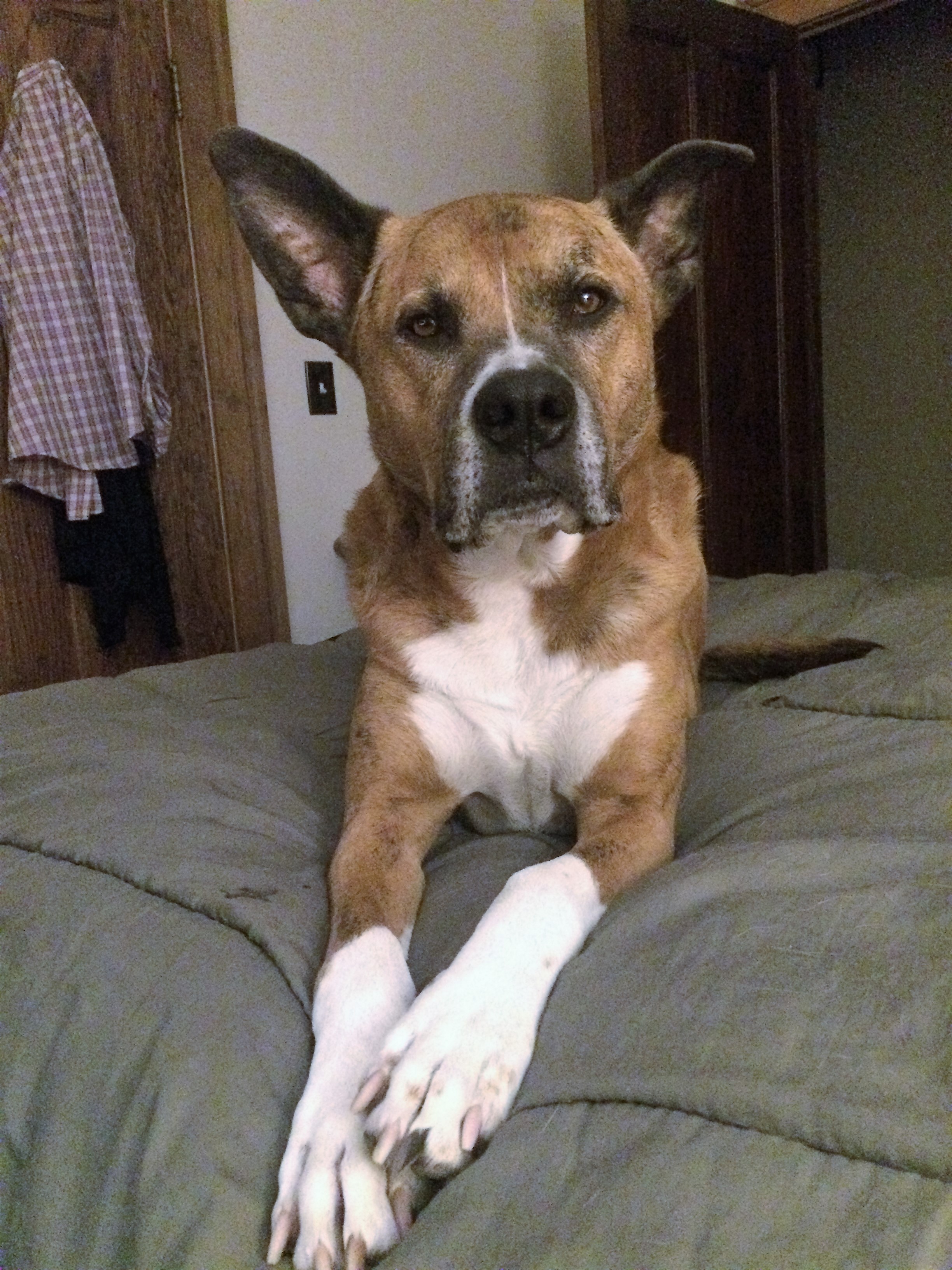 Rufus.JPG