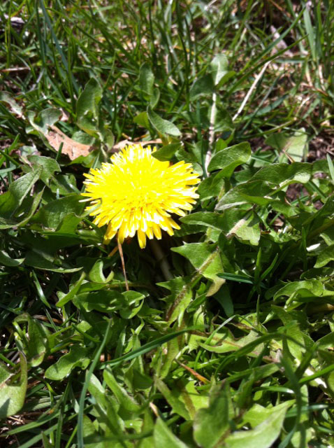 dandylion.jpg