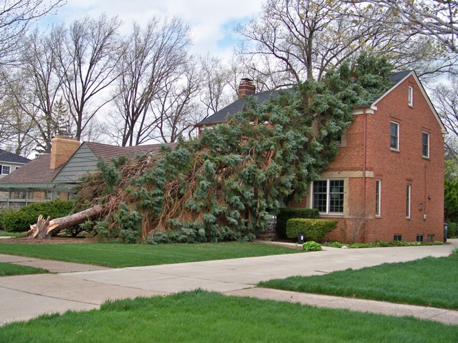 It's a good thing we have no trees in our yard, I guess.