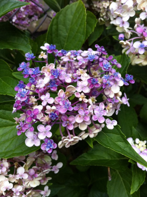 favoritehydrangea.jpg