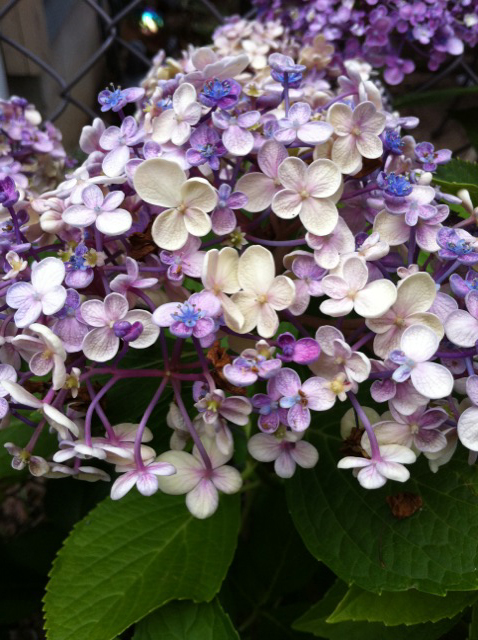 creamhydrangea.jpg