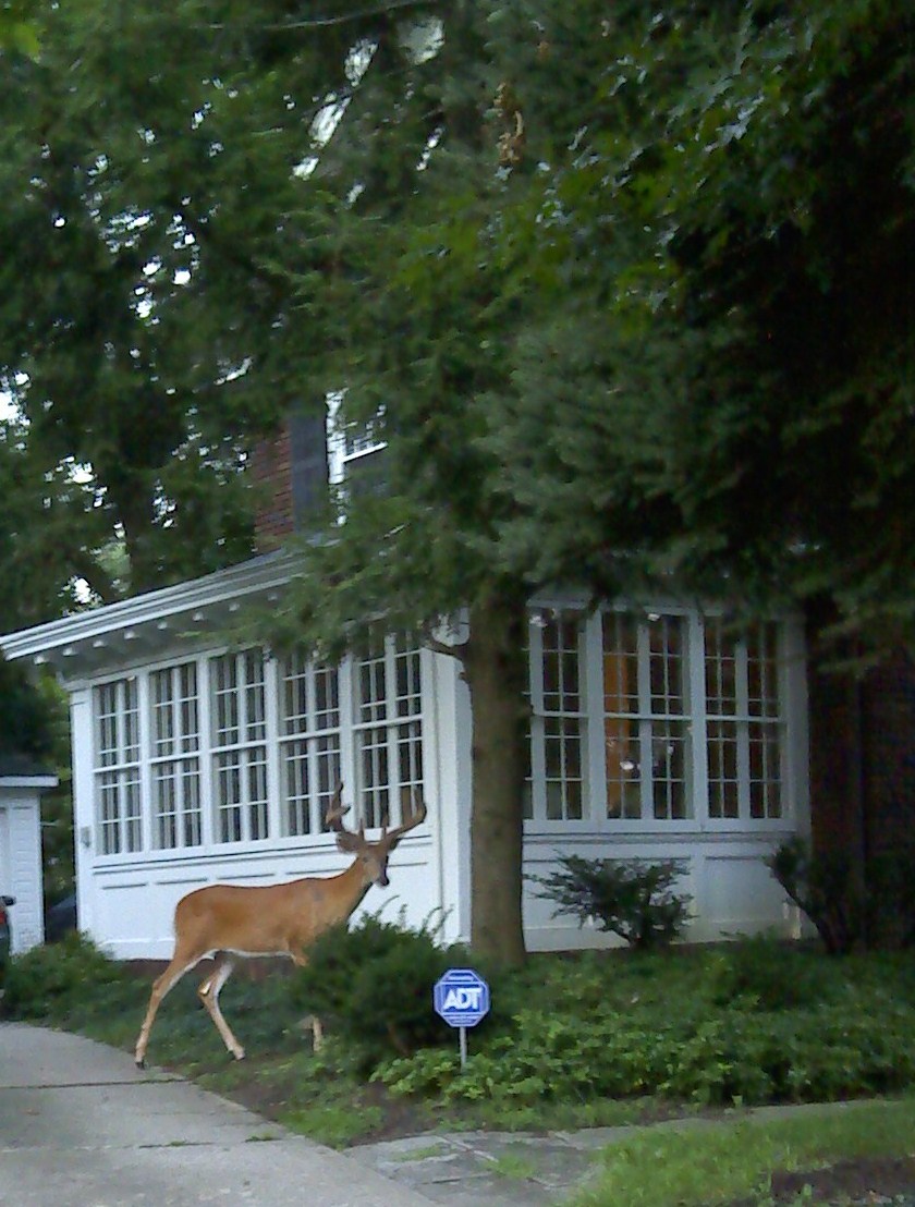 Clifton Park Buck.jpg