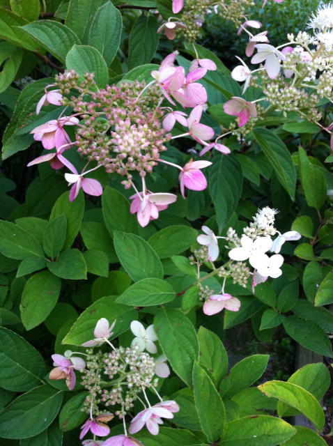 widehydrangeas.jpg