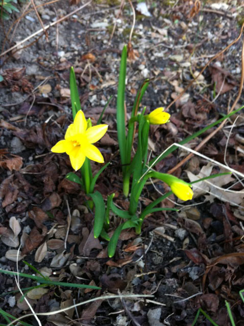 firstdaffodils.jpg