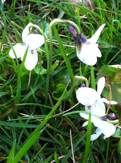 whiteviolets.jpg