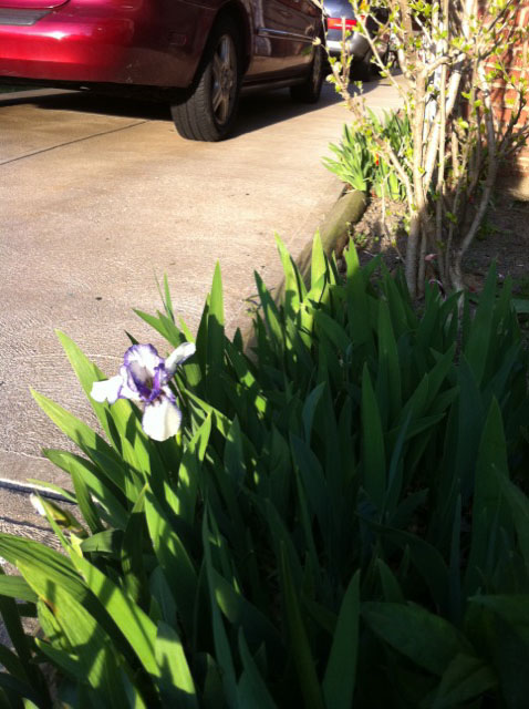 irisinthedriveway.jpg