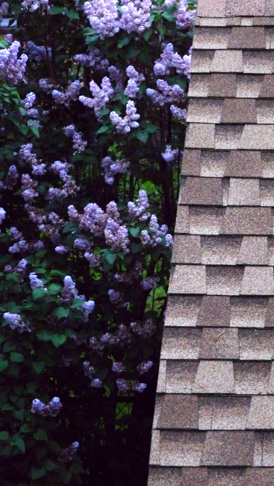 lilac.bush.and.garage.roof-lo.jpg