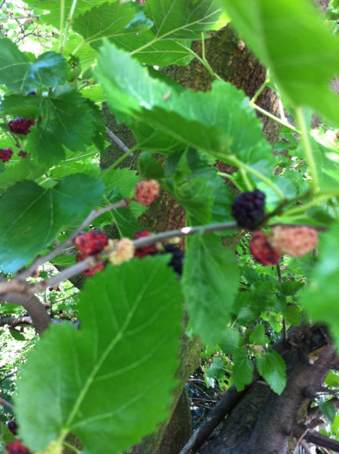 mulberries.jpg